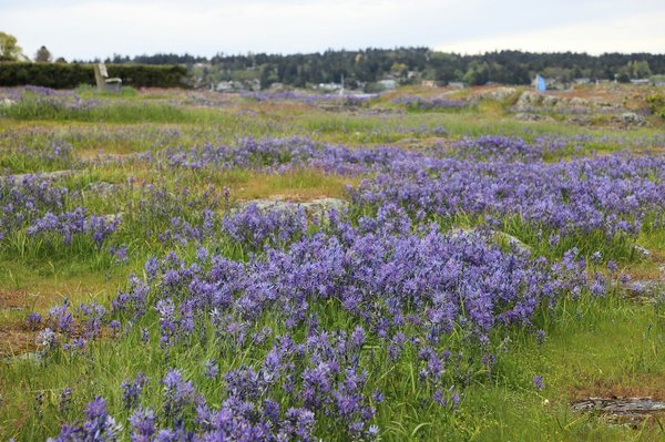 ¿Qué tipo de camas son las más adecuadas para perros con problemas articulares?